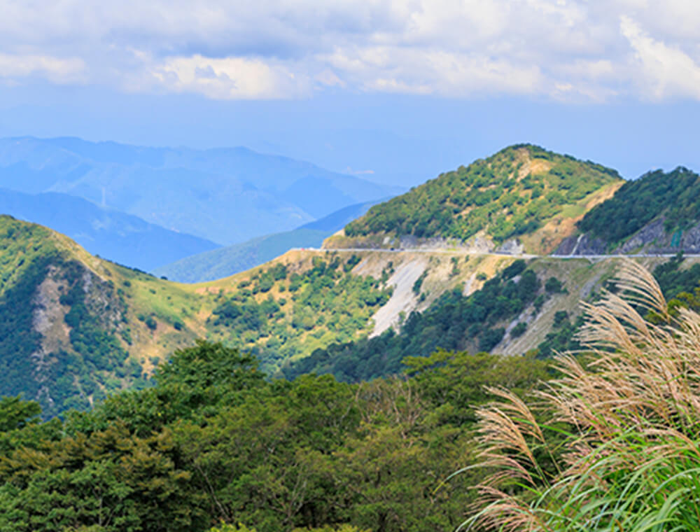 国産の自生したよもぎをブレンド